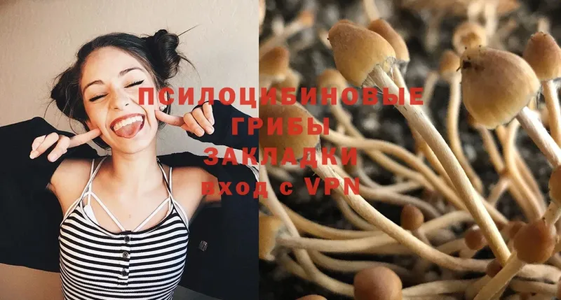 где купить   Солнечногорск  Псилоцибиновые грибы Cubensis 